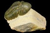 Detailed, Reedops Trilobite - Atchana, Morocco #160728-2